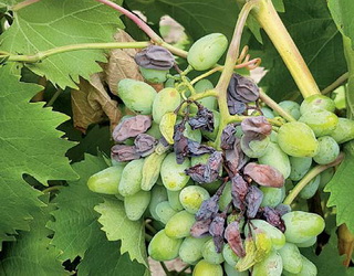 Біла гниль на винограді активно поширюється після злив